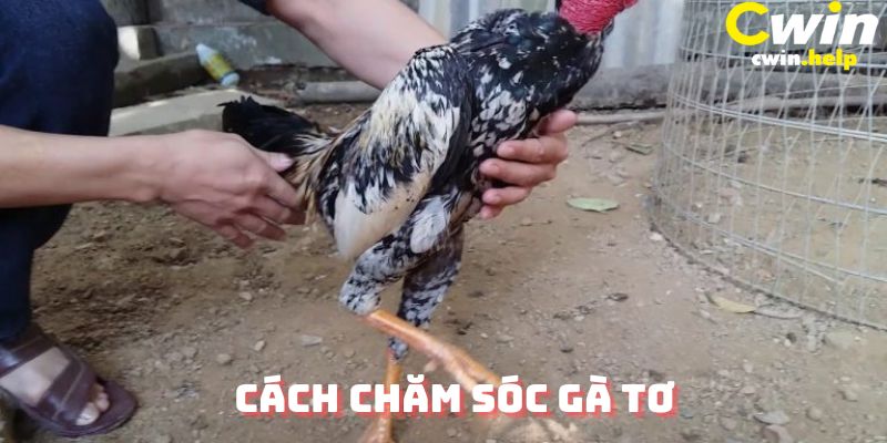 Cách chăm sóc gà tơ