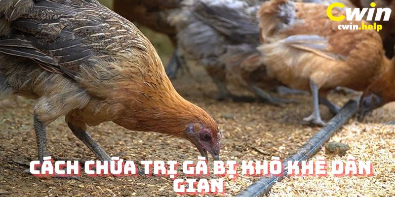 Cách chữa gà bị khò khè dân gian