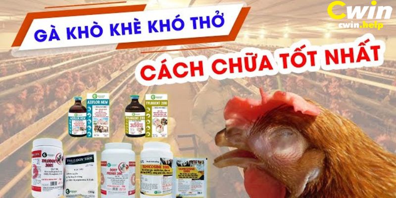 Cách chữa trị gà bị khò khè