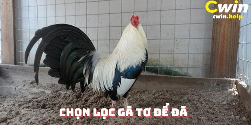 Chọn lọc gà tơ