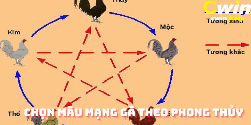 Chọn màu mạng gà theo phong thủy