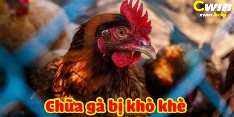 Kinh nghiệm chữa gà bị khò khè